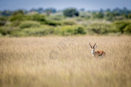 Springbok在博茨瓦纳中部卡拉哈里狩猎保留地高草的摄像头上图片