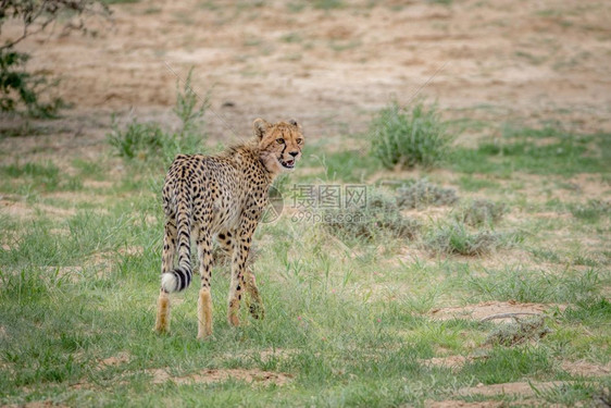 年轻的Cheetah站在南非卡拉加迪跨越边界公园的草地上图片