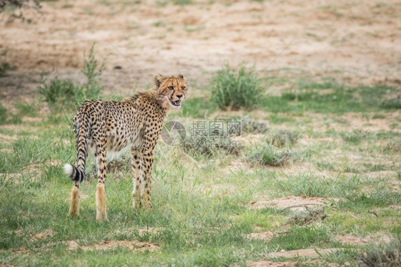 年轻的Cheetah站在南非卡拉加迪跨越边界公园的草地上图片