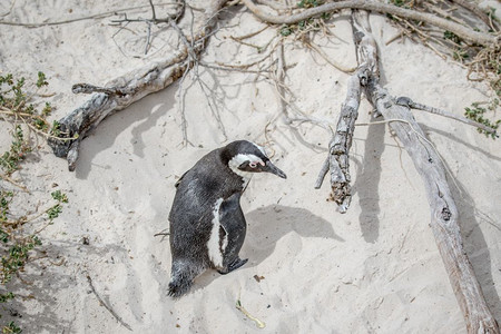 非洲企鹅站在沙地上南非图片素材