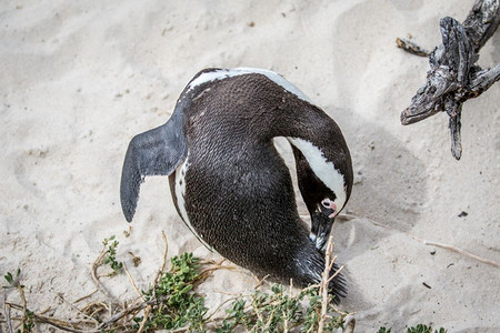 非洲企鹅站在沙地上南非图片素材