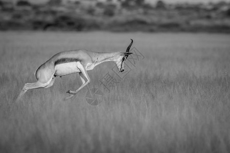 Springbok在博茨瓦纳卡拉哈里中部狩猎保留地以黑白填充图片