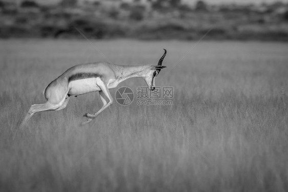 Springbok在博茨瓦纳卡拉哈里中部狩猎保留地以黑白填充图片