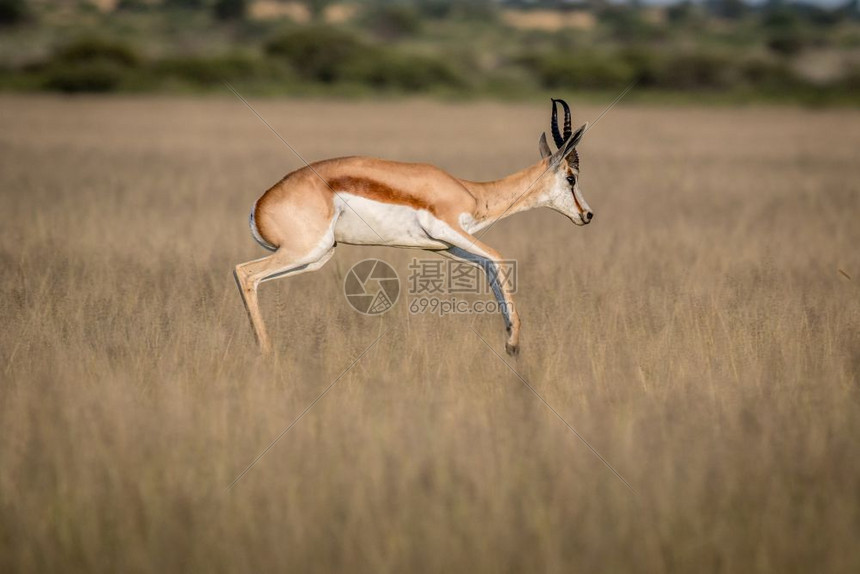 博茨瓦纳中部卡拉哈里狩猎保留地斯普林博克Springbokspringnking图片