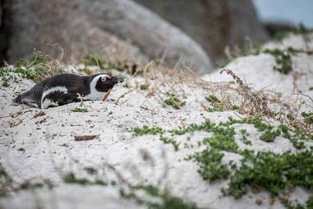 非洲企鹅在南沙地上埋伏图片