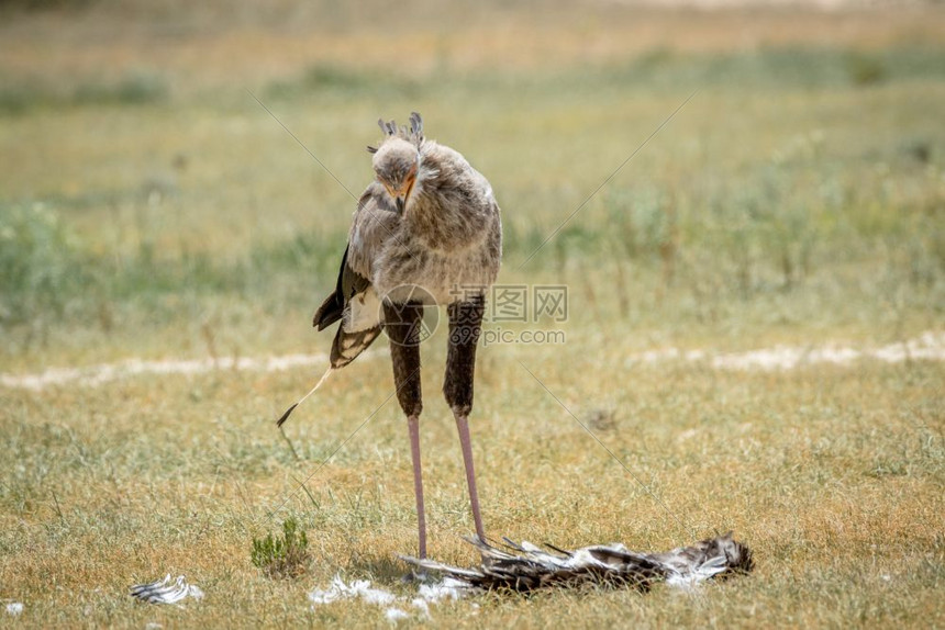 南非卡拉加迪横越边境公园的草地被宰杀秘书鸟儿图片