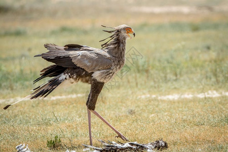 南非卡拉加迪横越边境公园的草地被宰杀秘书鸟儿图片