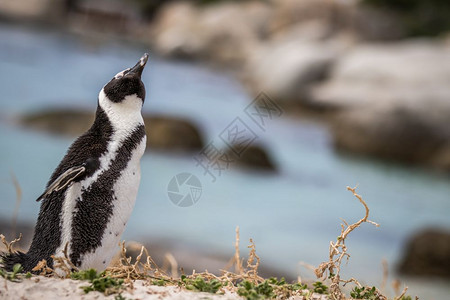 非洲企鹅站在沙地上南非图片