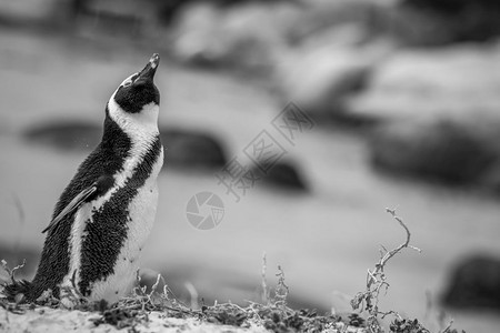非洲企鹅站在沙滩上黑白的南非图片