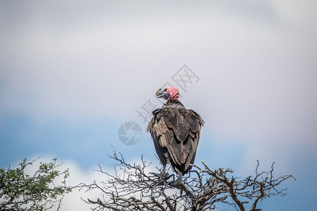 秃鹫站在南非卡拉加迪边境公园的树上图片