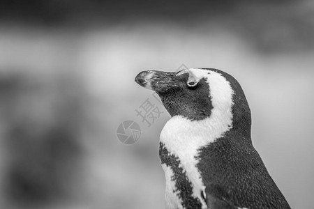 南非黑白的洲企鹅图片