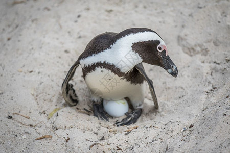 非洲企鹅坐在沙子上的蛋南非图片素材