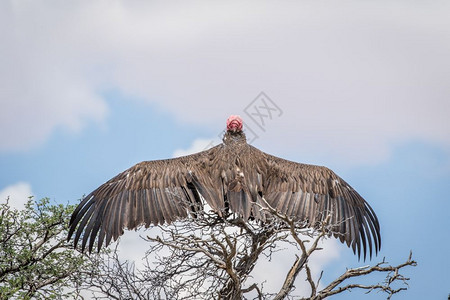 南非卡拉加迪边境公园展翅的秃鹫图片