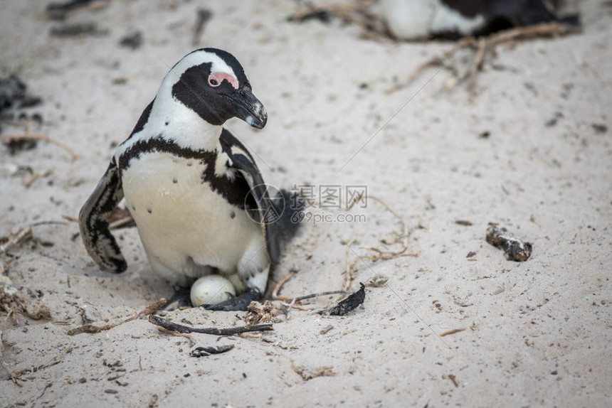 非洲企鹅坐在沙子上的蛋南非图片