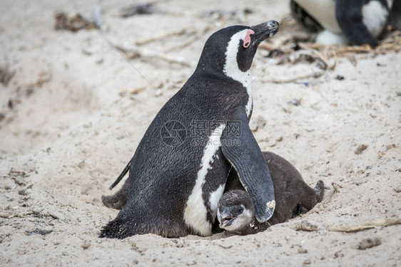 两个非洲企鹅拥抱沙地南非图片