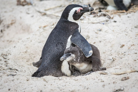 两个非洲企鹅拥抱沙地南非图片