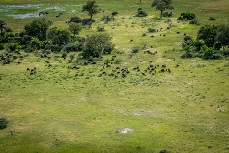 博茨瓦纳奥卡万戈三角洲水牛群的空中景象图片