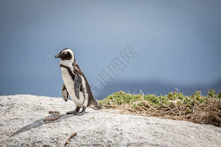 非洲企鹅站在一块岩石上南非图片
