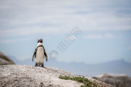 非洲企鹅站在南黑白岩石上图片