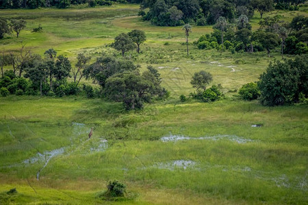 博茨瓦纳奥卡万戈三角洲的Giraffe空中景象图片