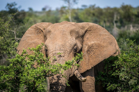 南非克鲁格公园的一头非洲大象附近图片