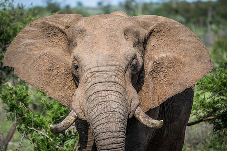 大象表演南非克鲁格公园的一头非洲大象附近背景