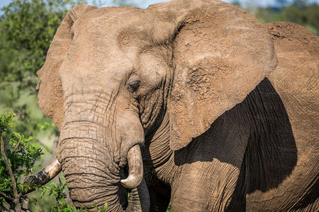 大象表演南非克鲁格公园的一头非洲大象附近背景