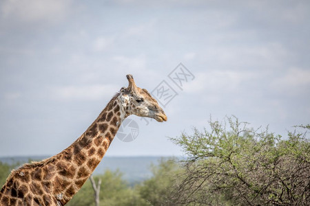 在南非克鲁格公园靠近一个Giraffe图片