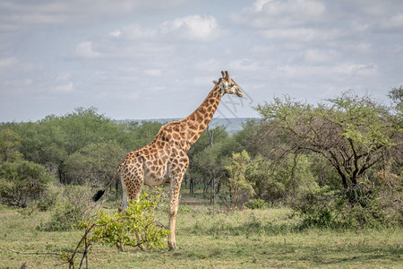 Giraffe站在南非克鲁格公园的草地上图片