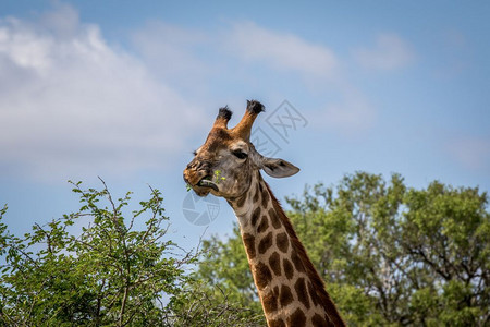 在南非克鲁格公园靠近一个Giraffe图片