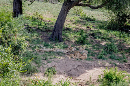 南非克鲁格公园的一棵树下睡着狮子大游行图片