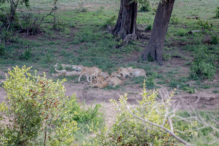 南非克鲁格公园的一棵树下睡着狮子大游行图片