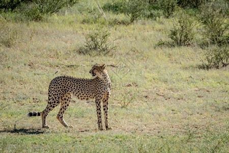 Cheetah回望着南非卡拉加迪横越边境公园图片