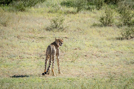 Cheetah回望着南非卡拉加迪横越边境公园图片