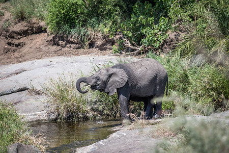 两个大象在南非克鲁格公园喝酒图片