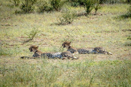 在南非卡拉加迪横越边境公园的草地上铺设了两只猎豹图片
