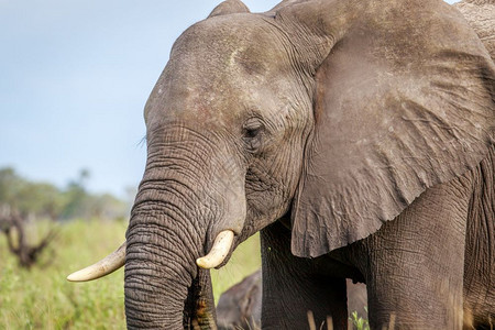 博茨瓦纳奥卡万戈三角洲大象的侧面简介图片