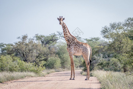 Giraffe站在南非克鲁格公园的路中间图片