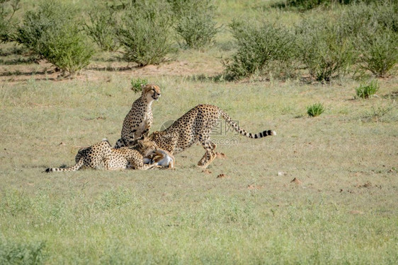 在南非卡拉加迪横越边境公园 3个猎豹在Springbok案上被图片