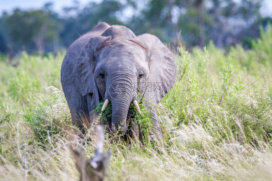 在博茨瓦纳奥卡万戈三角洲的摄影机前吃大象图片