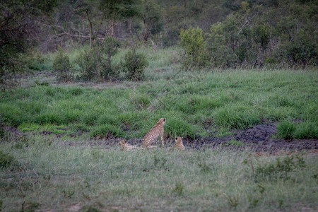 三个Cheetahs藏在南非克鲁格公园的排水线上图片