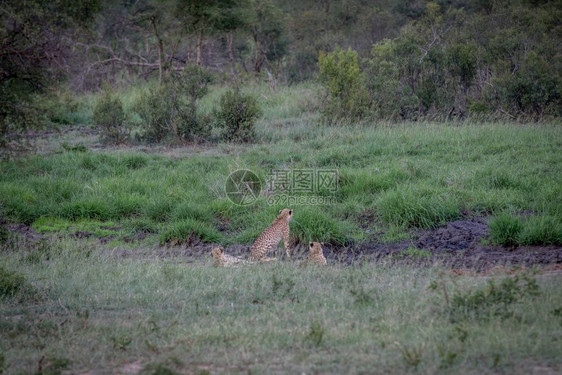 三个Cheetahs藏在南非克鲁格公园的排水线上图片