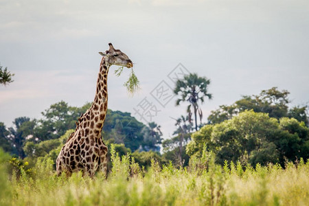 博茨瓦纳奥卡万戈三角洲的草地上的长颈鹿图片