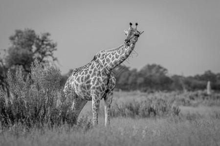 草地上的长颈鹿黑白在博茨瓦纳奥卡万戈三角洲的奥卡万戈三角洲图片