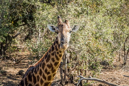 Giraffe以南非克鲁格公园的摄像头为主图片