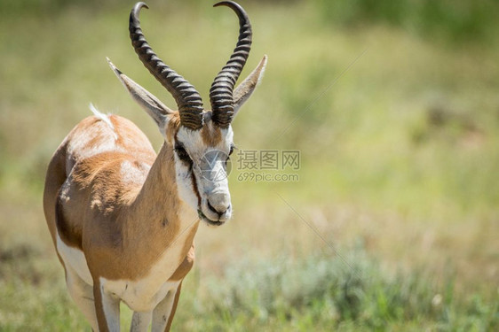 南非卡拉加迪跨边界公园的Springbok附近图片