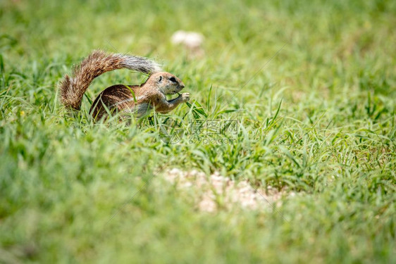 在南非卡拉加迪跨界公园吃草的松鼠地面图片