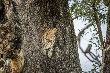 在博茨瓦纳奥卡万戈三角洲的一棵树上图片