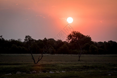 南非克鲁格公园的非洲灌木丛中日落图片