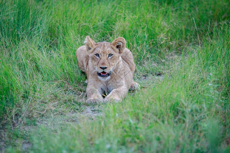 在博茨瓦纳奥卡万戈三角洲的草地上躺着狮子幼崽图片